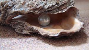 Crack the Pearl Genome and the World's Your Oyster | Technology Networks